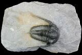 Bumpy Cyphaspis Trilobite - Ofaten, Morocco #92920-2